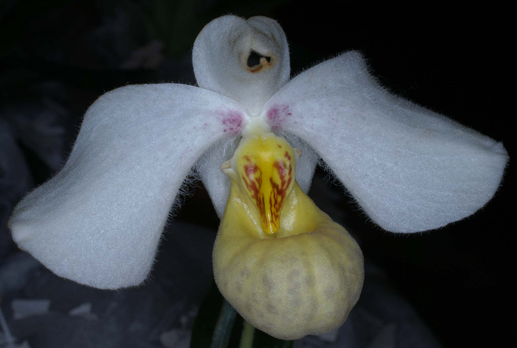 Paphiopedilum emersonii 090308 (252)