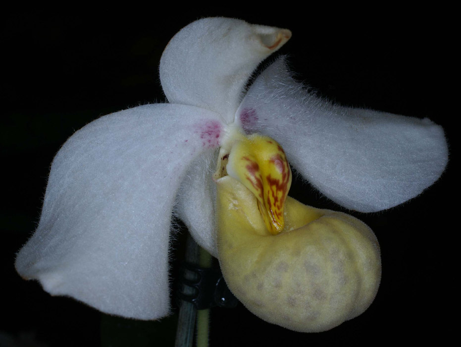 Paphiopedilum emersonii 090308 (253)