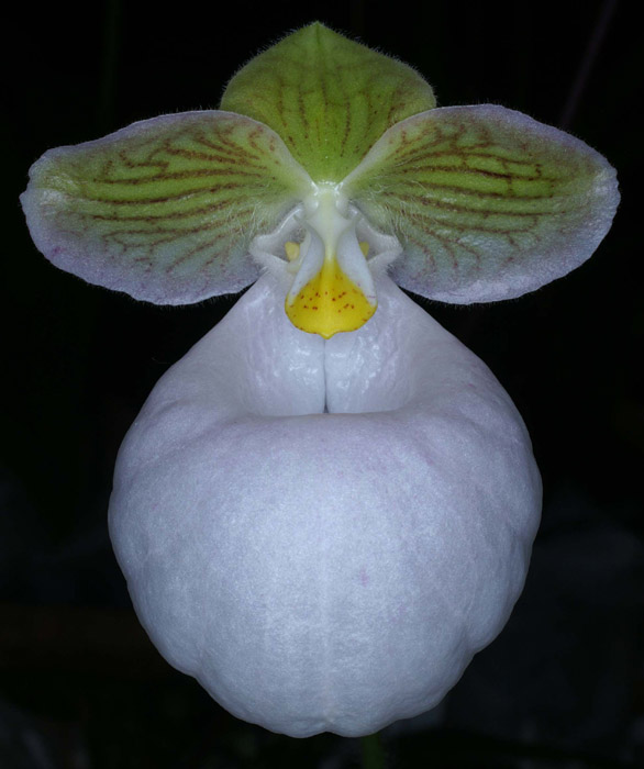 Paphiopedilum micranthum album 090308 (258)