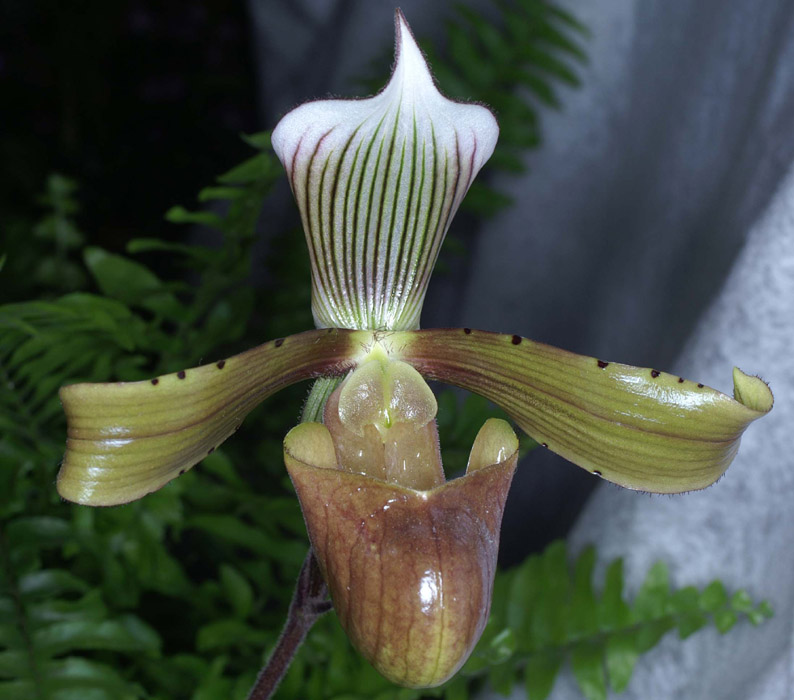 Paphiopedilum tonsum cupreum 090308 (277)