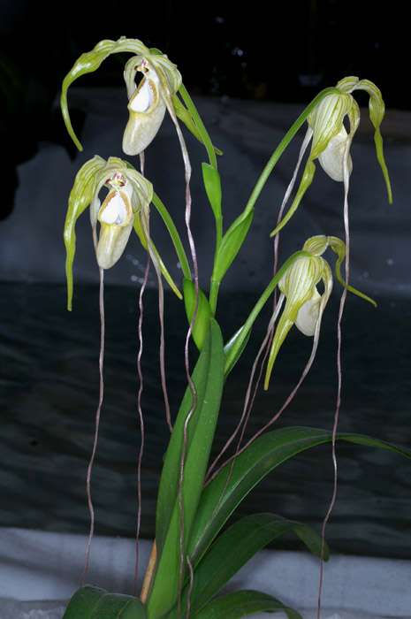 Phragmipedium caudatum 090308 (158)