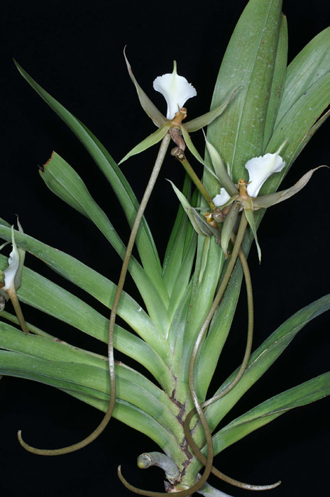 Plectrelminthus caudatus 100308 (42)