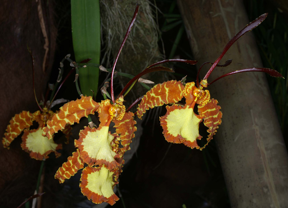 Psychopsis papilio 090308 (290)