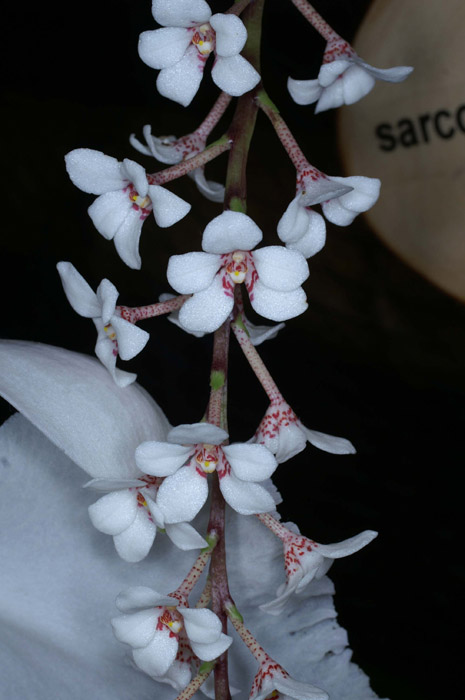 Sarcochilus hartmannii 100308 (111)