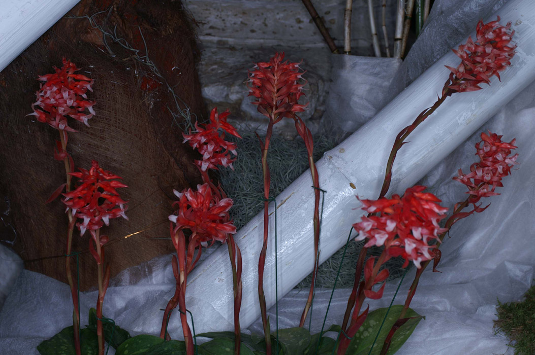 Stenorrhynchus speciosus var maculatus 090308 (13)