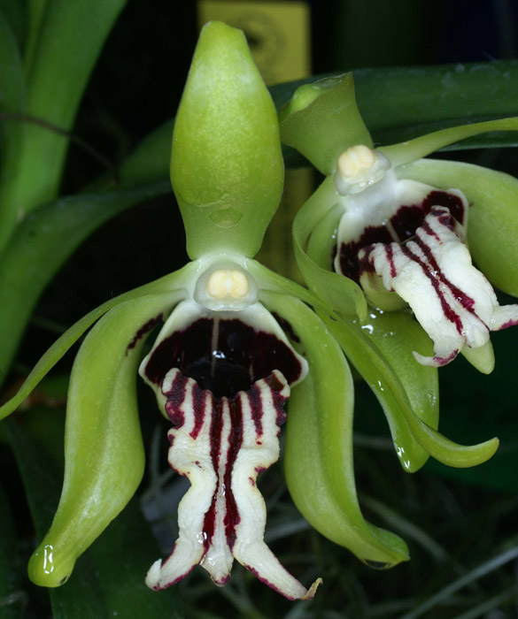 Vanda cristata 090308 (244)