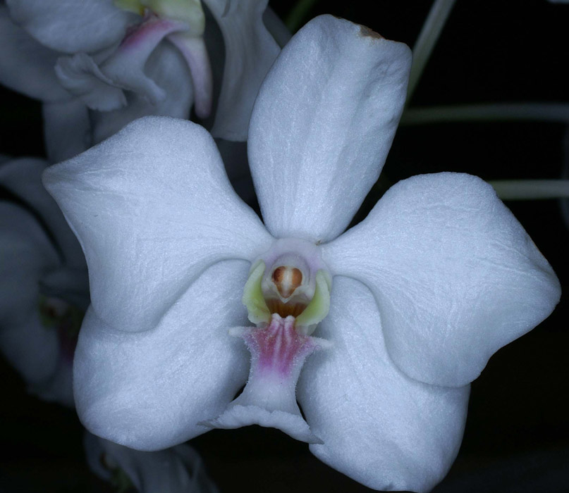 Vanda javierae alba 090308 (148)