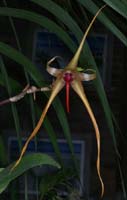 Bulbophyllum echinolabium 090308 (145)