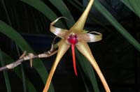 Bulbophyllum echinolabium 090308 (146)