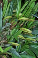 Bulbophyllum falcatum 090308 (346)