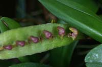 Bulbophyllum falcatum 090308 (347)