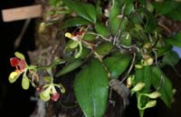 Cariella (Oncidium) colorata 090308 (2)