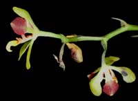 Cariella (Oncidium) colorata 090308 (3)