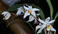 Coelogyne (corymbosa) 100308 (25)