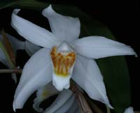 Coelogyne (corymbosa) 100308 (26)