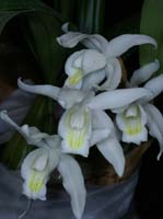 Coelogyne intermedia 100308 (21)