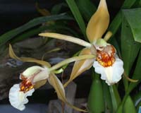 Coelogyne lawrenceanum 090308 (105)