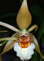 Coelogyne lawrenceanum 090308 (106)