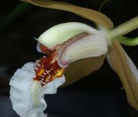 Coelogyne lawrenceanum 090308 (107)