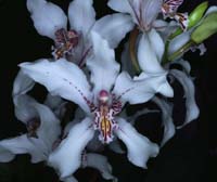 Cymbidium insigne 090308 (2)