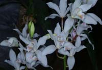 Cymbidium insigne 100308 (48)