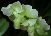 Epidendrum bilobatum 090308 (62)