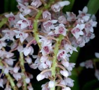 Eria paniculata 090308 (245)