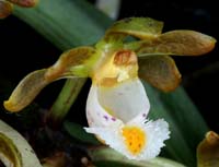 Gastrochilus calceolaris 090308 (182)