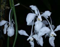 Holcoglossum subulifolium  090308 (89)