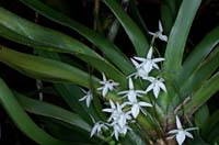 Jumellea arachnantha 090308 (338)