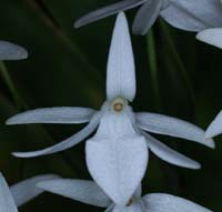 Jumellea arachnantha 090308 (339)