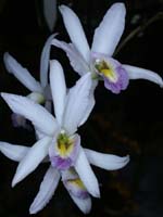 Laelia anceps 100308 (29)