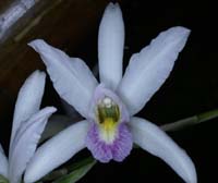 Laelia anceps 100308 (30)