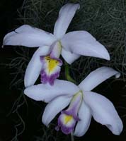 Laelia anceps var sanderiana 090308 (139)