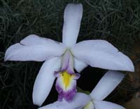 Laelia anceps var sanderiana 090308 (140)