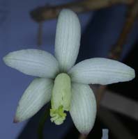 Laelia fournieri 090308 (229)