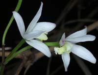 Laelia fournieri 090308 (230)