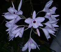 Laelia rubescens 090308