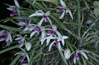 Leptotes bicolor 090308 (111)