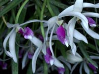 Leptotes bicolor 090308 (112)