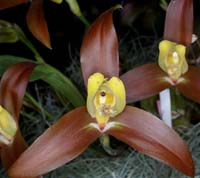 Lycaste lasioglossa 090308 (125)