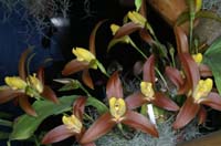 Lycaste lasioglossa 090308 (126)