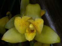 Lycaste mattogrossensis 090308 (57)