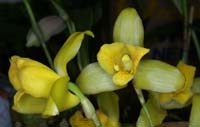 Lycaste mattogrossensis 090308 (58)