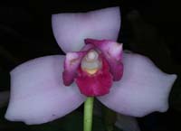 Lycaste skinneri 100308 (67)