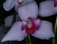 Lycaste skinneri 100308 (68)