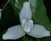 Lycaste skinneri alba 100308 (158)