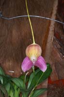 Masdevallia caudata 090308 (120)