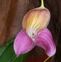 Masdevallia caudata 090308 (121)