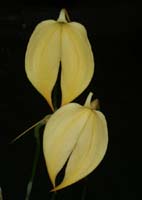 Masdevallia coccinea 100308 (78)